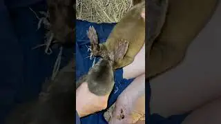 How Can I Stop The Baby Smooth-Coated Otters Sucking Their Genitals?