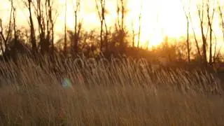 Stock Footage - Autumn Yellow Dry Stalks And Sunset | VideoHive
