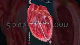 The Cardiovascular System A Vital Lifeline 🫀