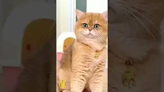 Funny Cat & Cute Kittens426😻 