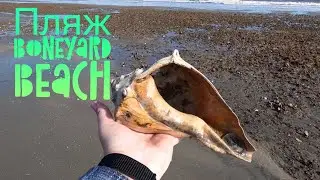 Южная Каролина. Собираем Ракушки. Пляж Boneyard Beach 🏝