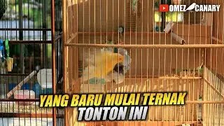 TIPS TERNAK KENARI | Cara mengawinkan kenari agar hasil maksimal