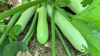 ТЕПЕРЬ КАБАЧКИ НЕ БУДУТ ГНИТЬ НА КУСТАХ!