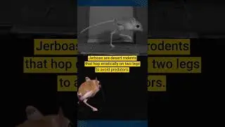 Jerboa evolution to help with future robotic legs #shorts