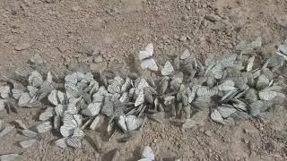 Снегопад из бабочек 4К (1)
