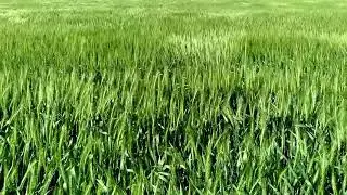 wheat