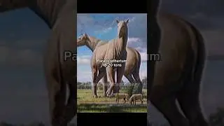 The largest animals to ever walk the planet 