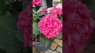 гортензии#цветы