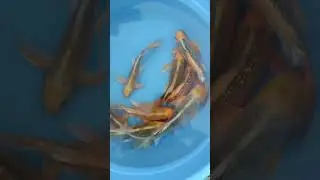 карп кои батерфляй