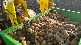 Трактор без оператора и без тракториста сажает картофель сам)))) Минимальные трудозатраты.