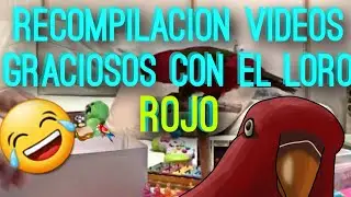 Loro rojo recopilación | REDBIRD MEMES