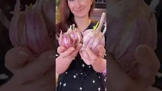 Если у вас массово прорастает  чеснок, не спешите его выбрасывать 