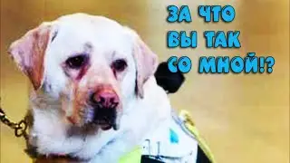 Скрытая камера на собаке поводыре показала немыслимое. История тронет вас до глубины души...