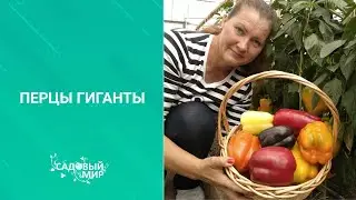 ПЕРЦЫ -ГИГАНТЫ/сезон 2021.Выбираем самые урожайные, устойчивые к заболеваниям гибриды сладких перцев