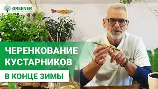 ГОТОВИМСЯ К ВЕСНЕ. Черенкование кустарников. СУПЕРСПОСОБ от эксперта!