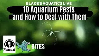 Episode 7 - 10 Aquarium Pests and How to Deal with Them - Blakes Aquatics Live Bites