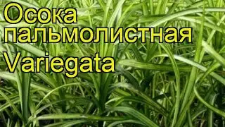 Осока пальмолистная Вариегата. Краткий обзор, описание характеристик carex muskingumensis Variegata