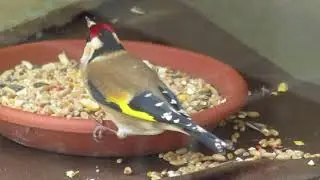 oiseaux chardonnerets arrivent pour l hiver