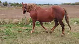 едем отлавливать себе из табуна жеребца