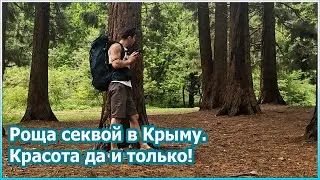 Роща секвой в Крыму. Красота да и только! [№88]