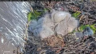 Sleepy Hawk Nestlings Enjoy the Sun and Breeze in 