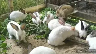 Кролики. Вольерное содержание.