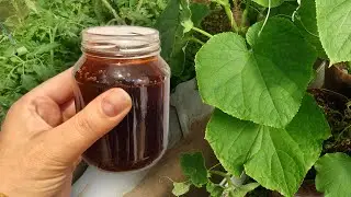 Urgently give the Cucumbers 1 liter of this and you will harvest a huge crop without stopping!
