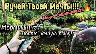 Ручей Твоей Мечты!!! Мечта Спиннингиста 🔥 | Мормышинг, Ловлю Разную Рыбу!