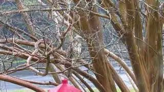 Brave Squirrel runs hawk away from feeder