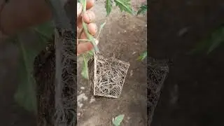 Рассада не даёт покоя.
