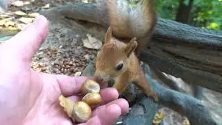 Мало белок / Not enough squirrels