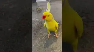 Funny parrot 