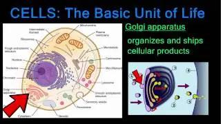 Cells: The Basic Unit of Life