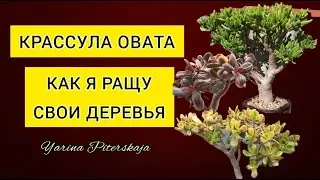 Крассула Овата. Как я ращу свои деревья.Когда выносить суккуленты на улицу.