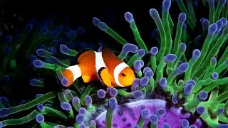 From Coral Reefs To Mighty Predators: Evolution Unveiled