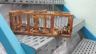 ловля певчих птиц