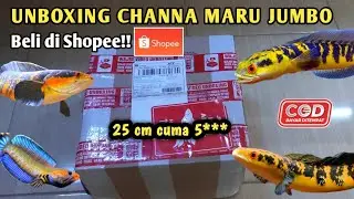 Nyoba BELI CHANNA MARU JUMBO DI SHOPEE | CHANNA MARU BATIK ADA DISINI