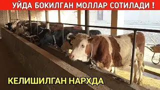 УЙДА БОКИЛГАН ЗОТДОР МОЛЛАР СОТИЛАДИ КЕЛИШИЛГАН НАРХДА !!! ХОРАЗМ БОЗОР