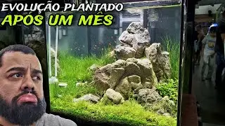 O AQUÁRIO PLANTADO DE FRODO STONE TA EVOLUINDO MUITO RÁPIDO!