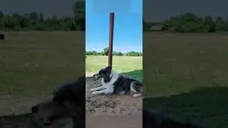 Kisses of Angel Bjorn- Obedience training Kyiv 2023
