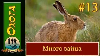 Охота на зайца сезон охоты 2016 2017.  Поднял много зайцев но норма один.  ВПО 201 М