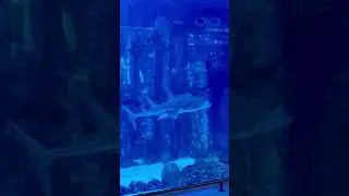 Dubai Mall, dubai aquarium 2023. Visit today🐟