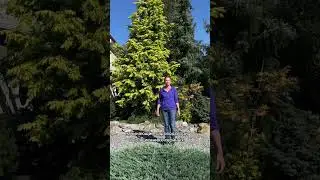 Ошибки выращивания хвойных. 