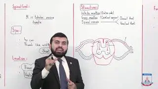 Class 10 - Biology - Chapter 12 - Lecture 5 Spinal Cord - Allied Schools