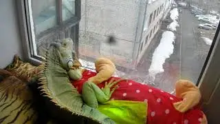 Мальчик драгоценный утром