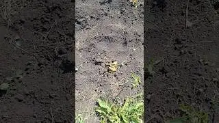 весь урожай погиб