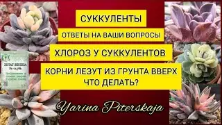 Хлороз у суккулентов.  Корни лезут из грунта вверх. Что делать?Ответы на вопросы.