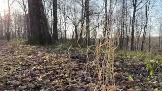 Пионерский пруд  5 ноября