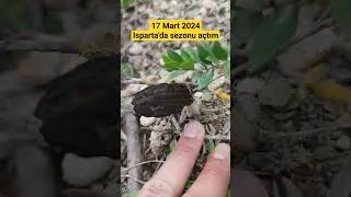Isparta'da kuzu göbeği sezonunu açtım (17 Mart 2024)