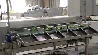 Линия сортировки огурцов Christiaens Agro